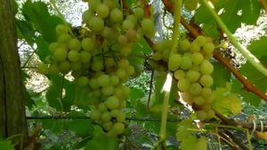 Сорт винограда Лиепаяс дзинтарс.