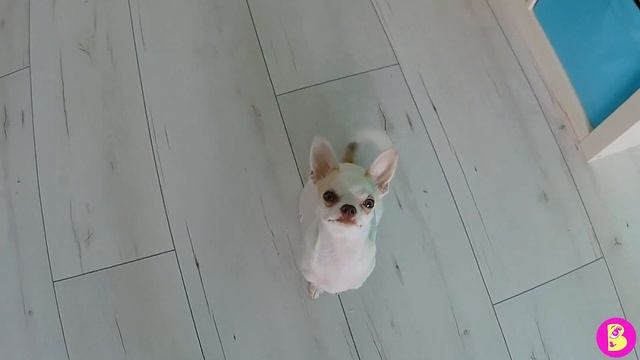 ХОМЯЧОК ДРЕССИРУЕТ СОБАКУ ЛАКИ смотреть онлайн