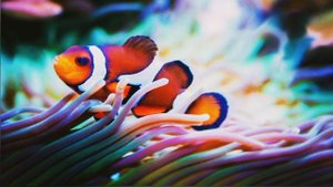 Кто такие Рыбы Клоуны🐟Интересные и Малоизвестные факты о Рыбах Клоунах🔥 AnyWild
