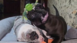 Американский Булли щенки