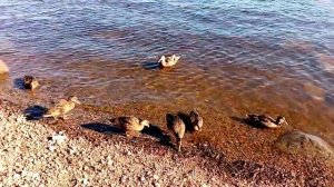 Атака уток. Утиные истории.Duck attack. Duck stories.