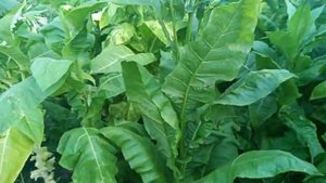 Сорт табака попался в двух разных Ку 15,СВ13.