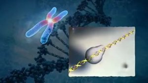 Целый космос внутри живой клетки!