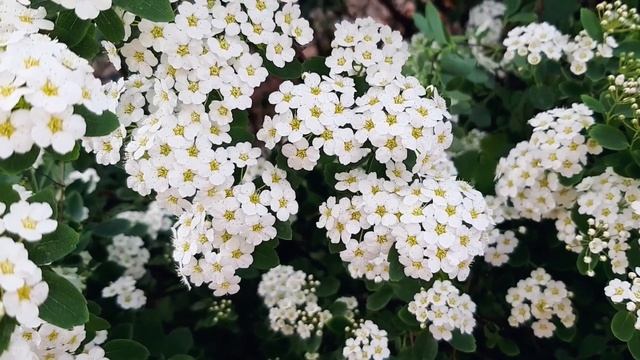 Красота природы #временагода #nature #relax #video