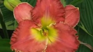 Лилейник daylily PINK ENDURANCE