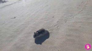 Valentine's Day*** HAMSTERS ON THE SEA **hamsters in love