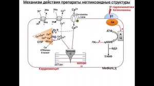 Сердечные гликозиды #фармакология