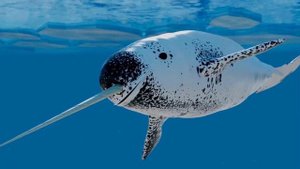 Видеотур «По страницам Красной книги»