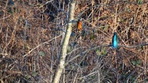 Appley Bridge Kingfisher Walk, Leeds Liverpool Canal, Lancashire