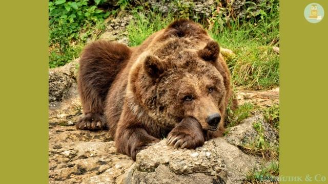 Двоє приятелів і ведмідь (Савченко, 4 кл.)  – Езоп