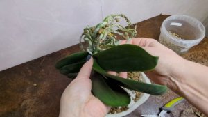 15.02.24.Орхидея Перлион пересадка новое кашпо.