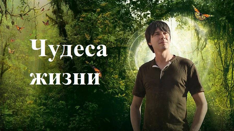 Чудеса жизни / BBC: Wonders of Life