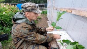 Зелёное черенкование