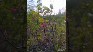 09.06.2023,п.Ягодное Магаданской области