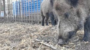 Дикий кабан во время еды