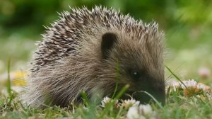 19302054-hd_1920_1080_25fps