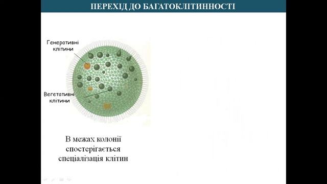 ПЕРЕХІД ДО БАГАТОКЛІТИННОСТІ смотреть онлайн