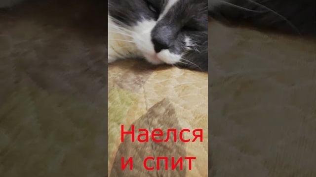 #кот #наелся и #спит