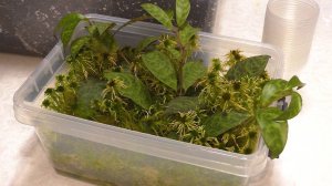 Цветочные ясли. Эсхинантус Мраморный. Пересадка укор. черенков из мха в грунт. #Эсхинантус_мраморный