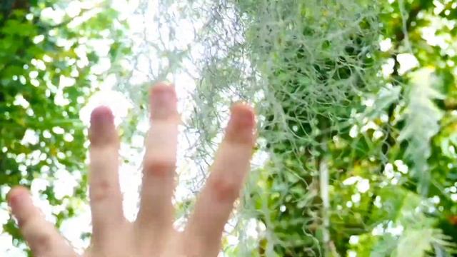 This Year's Orchid Show Was Disturbing смотреть онлайн