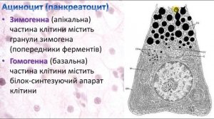 Підшлункова залоза. Гістологія