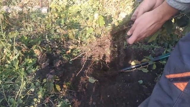 ВЕДМЕЖИЙ ГОРІХ. ВИПАДКОВА МІКОРИЗА смотреть онлайн