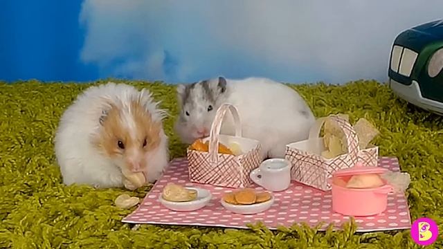 ХОМЯЧКИ поехали НА ПИКНИК, но что-то пошло не так смотреть онлайн