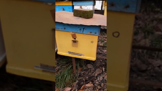 НАЧАЛО НОВОГО СЕЗОНА. 2 ЯНВАРЯ 2019. НУКЛЕУСНЫЕ РАМКИ,НАВАЩИВАНИЕ смотреть онлайн