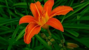 ЧУЖАЯ ЖЕНА  Новый интересный рассказ  Ирина Кудряшова