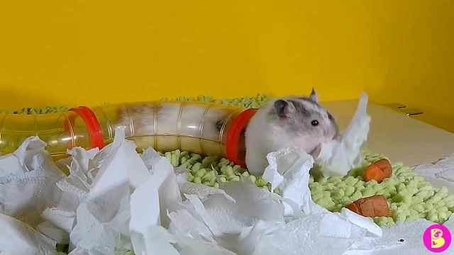 ПРАНК НАД ХОМЯЧКОМ или ОДИН ДЕНЬ ИЗ ЖИЗНИ ХОМЯЧКА В РАЗВЛЕКАТЕЛЬНОЙ ТРУБЕ смотреть онлайн