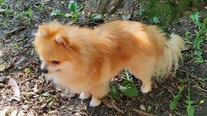 Приятное утро у воды перед очередным жарким днём уходящего лета. Фокс и Буля. 27.08.24