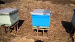 Пчеловодство с нуля - Весна 2018