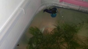 Первый нерест молодой пары петушков.