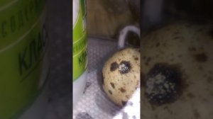 Началось вылупление перепеленка в китайском инкубаторе на 7 яиц