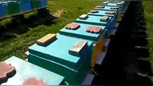 Подготовка к Матковыводному Сезону#пчеловодство#матководство#пчёлы#матки#изоляцияматок#малыхинпасек