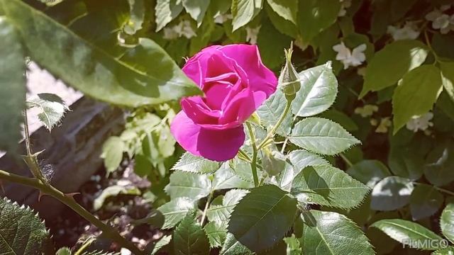 Прекрасная роза раскрыла бутон —и разлились ароматов флюиды. смотреть онлайн