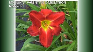 Селекция Мои лилейники 2023 часть 28