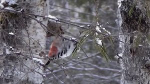 Зимняя мелодия