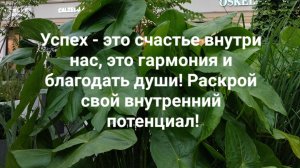 Успех - это счастье внутри нас, это гармония и благодать души! Раскрой свой внутренний потенциал!