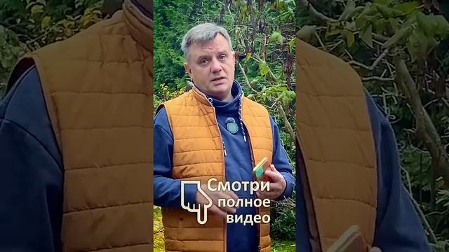 Калий-фосфор ПОД ЯГОДНЫЕ Что лучше?