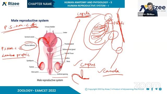 Human Reproduction L1 (Zoo)