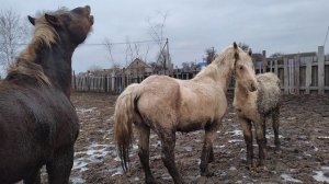 Жеребец идёт в бой с кобылами