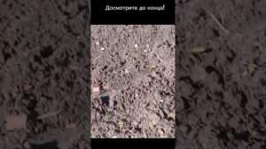 Как правильно пересадить клубнику с одного места на другое