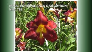 Селекция Мои лилейники 2023 часть 25