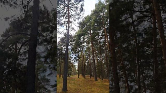 Асмр: осенний лес