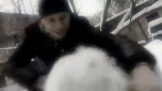 Звериный взгляд