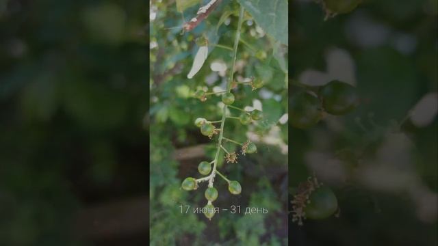 Сезонное изменение черемухи в Якутии. смотреть онлайн