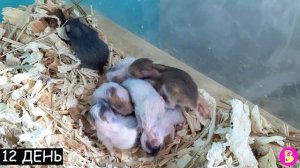 КАК РОСЛИ ХОМЯЧКИ** С ПЕРВОГО ДНЯ РОЖДЕНИЯ