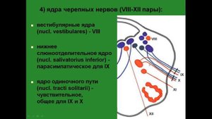 Продолговатый мозг. Ядра черепных нервов