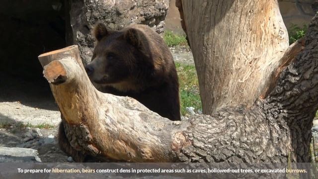Bear Necessities Discover the Top 10 Amazing Bear Facts You Won't Believe смотреть онлайн